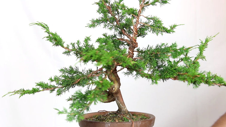 Develop Coniferous Bonsai